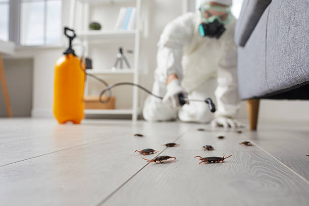 Commercial Rodent Management in Jarrell